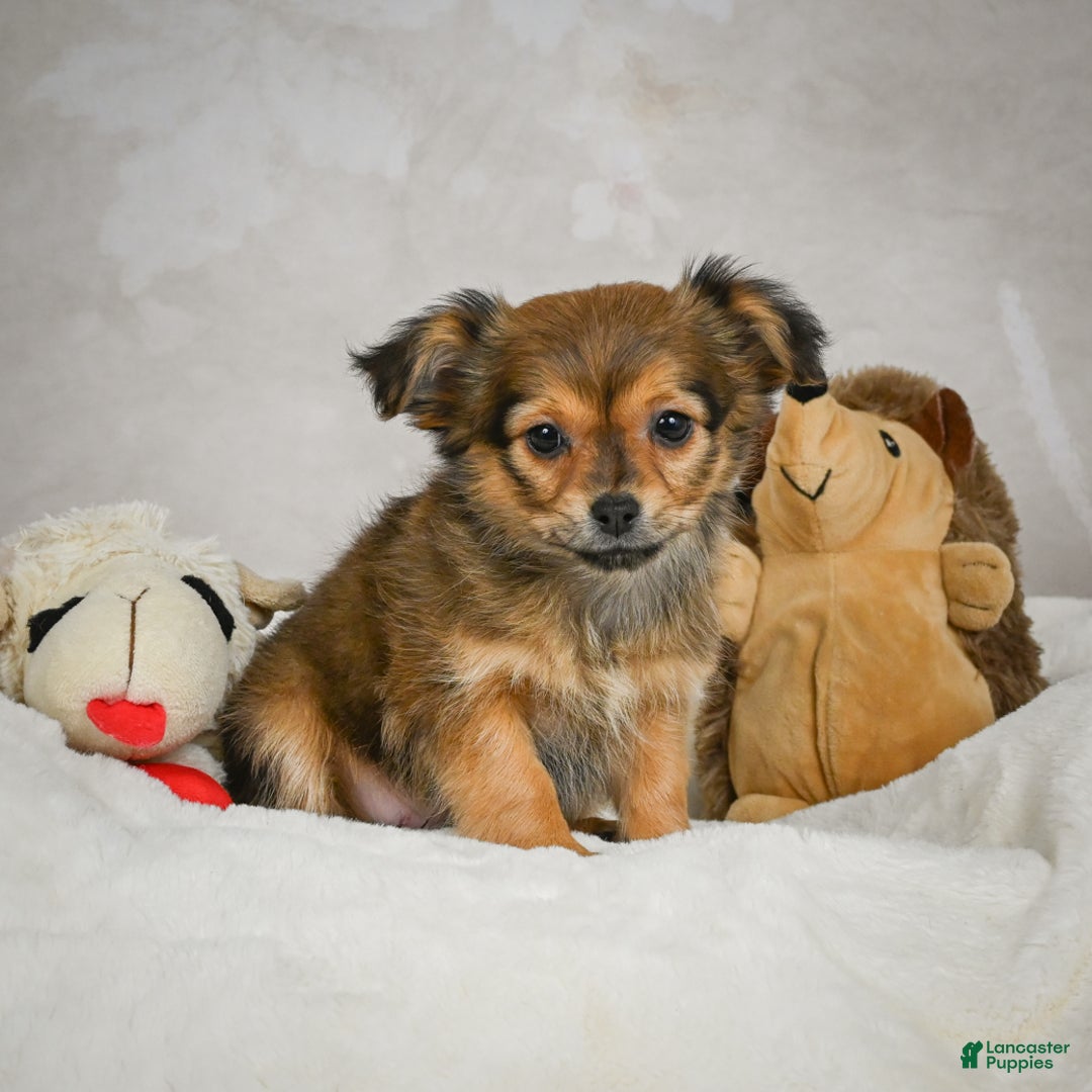 Chihuahua dogs for sale: Cuddly - Ad 5