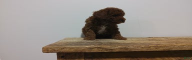 Miniature Poodle Puppy 1