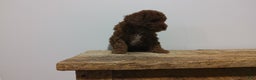 Miniature Poodle dogs for sale: Miniature Poodle Puppy 1 - Ad 1