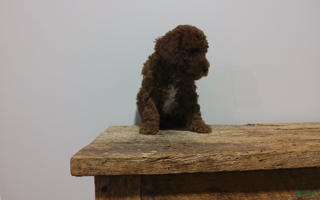 Miniature Poodle dogs for sale: Miniature Poodle Puppy 1 - Ad 1