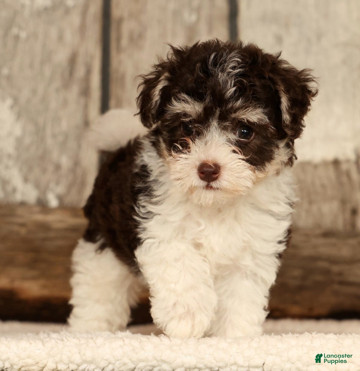 Havapoo dogs Brooklyn - Ad 2