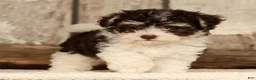 Havapoo dogs for sale: Brooklyn - Ad 2