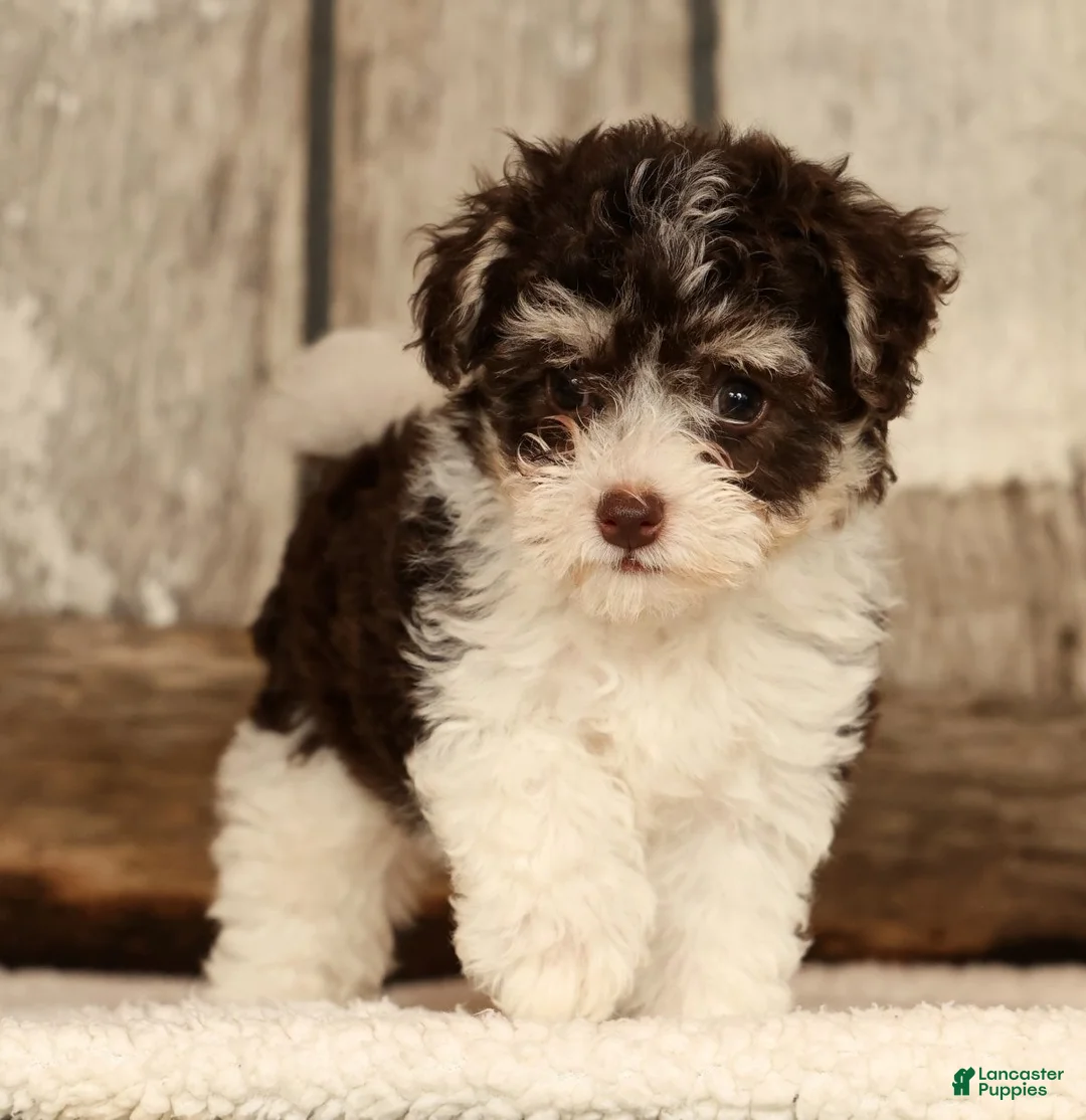 Havapoo dogs for sale: Brooklyn - Ad 2
