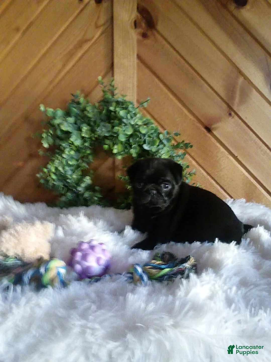 Pug dogs for sale: Raven - Ad 1