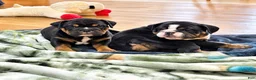 English Bulldog dogs for sale: Lady - Ad 3