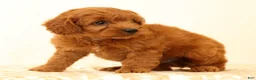 Mini Goldendoodle dogs for sale: Klondike - Ad 5