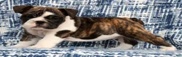 English Bulldog dogs for sale: Brutus - Ad 6