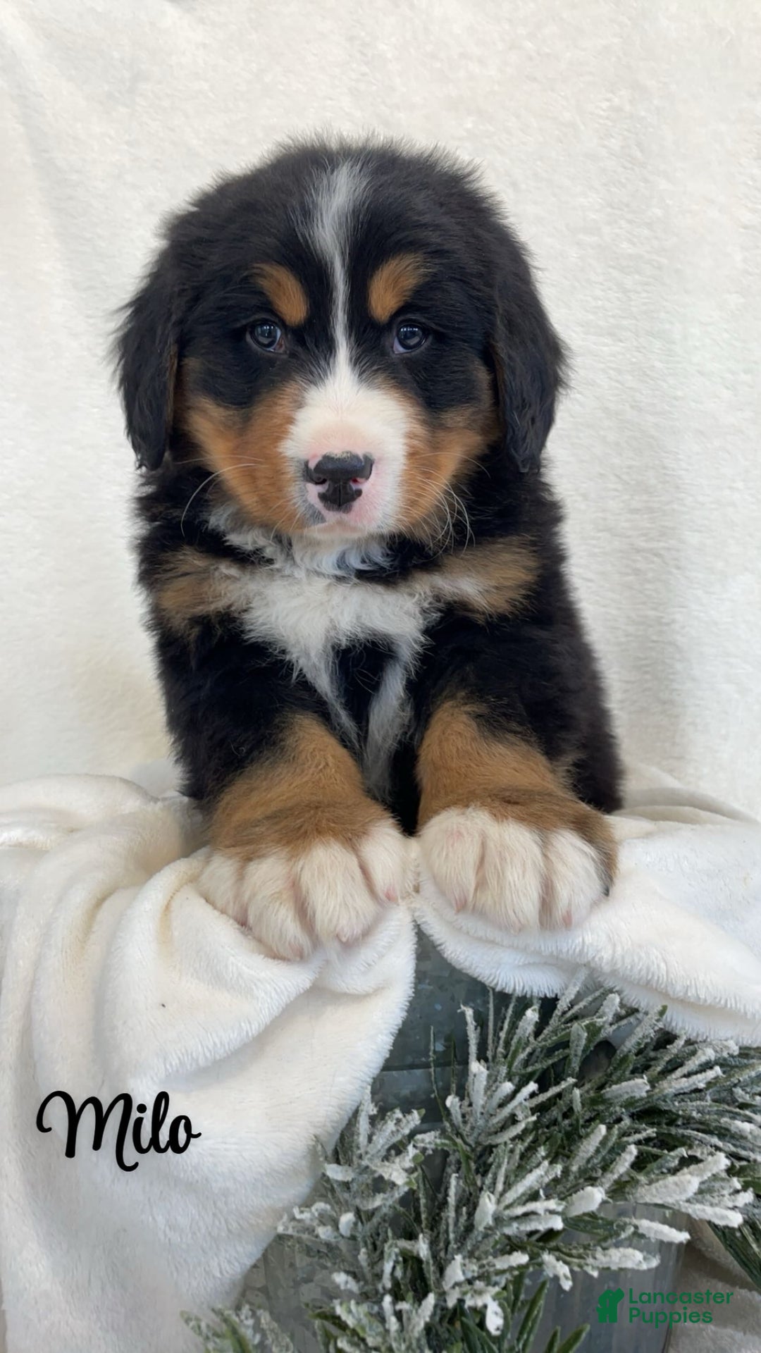 Bernese Mountain Dog dogs for sale: Milo - Ad 2