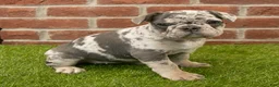 French Bulldog dogs for sale: Misty - Ad 9