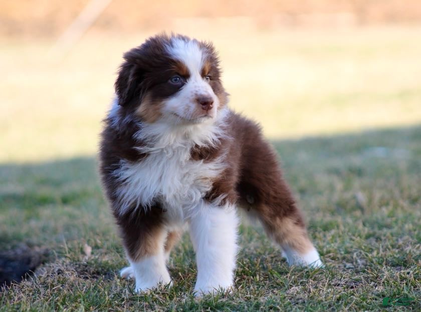 Australian Shepherd dogs Buddy  - Ad 2