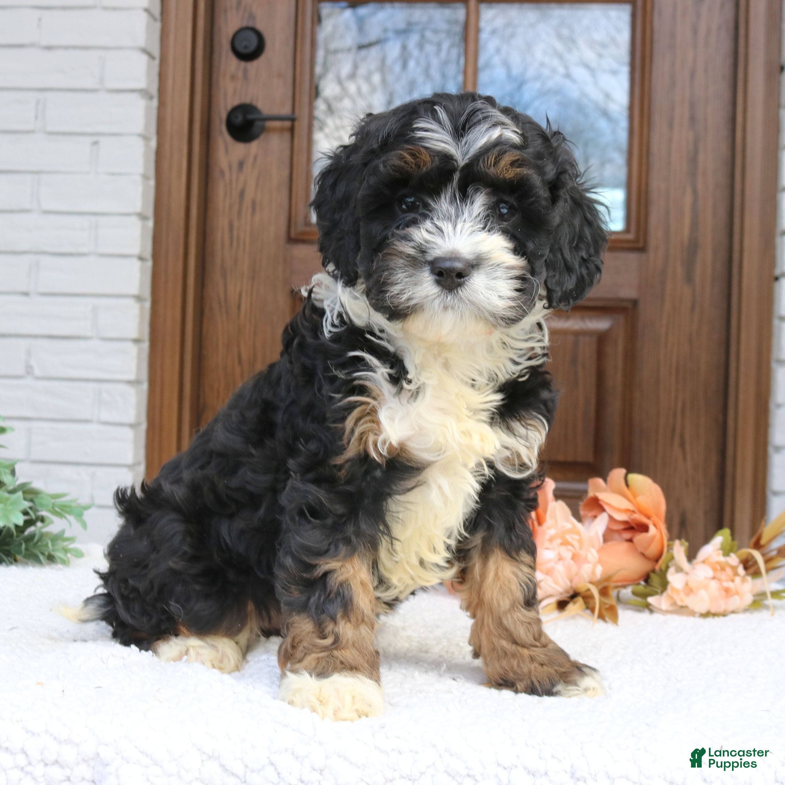 Cavapoo dogs Noah  - Ad 1