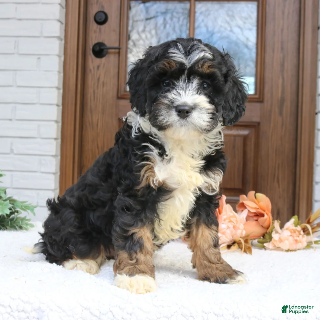 Cavapoo dogs for sale: Noah  - Ad 1