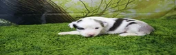 Miniature Australian Shepherd dogs for sale: Harriett - Ad 6