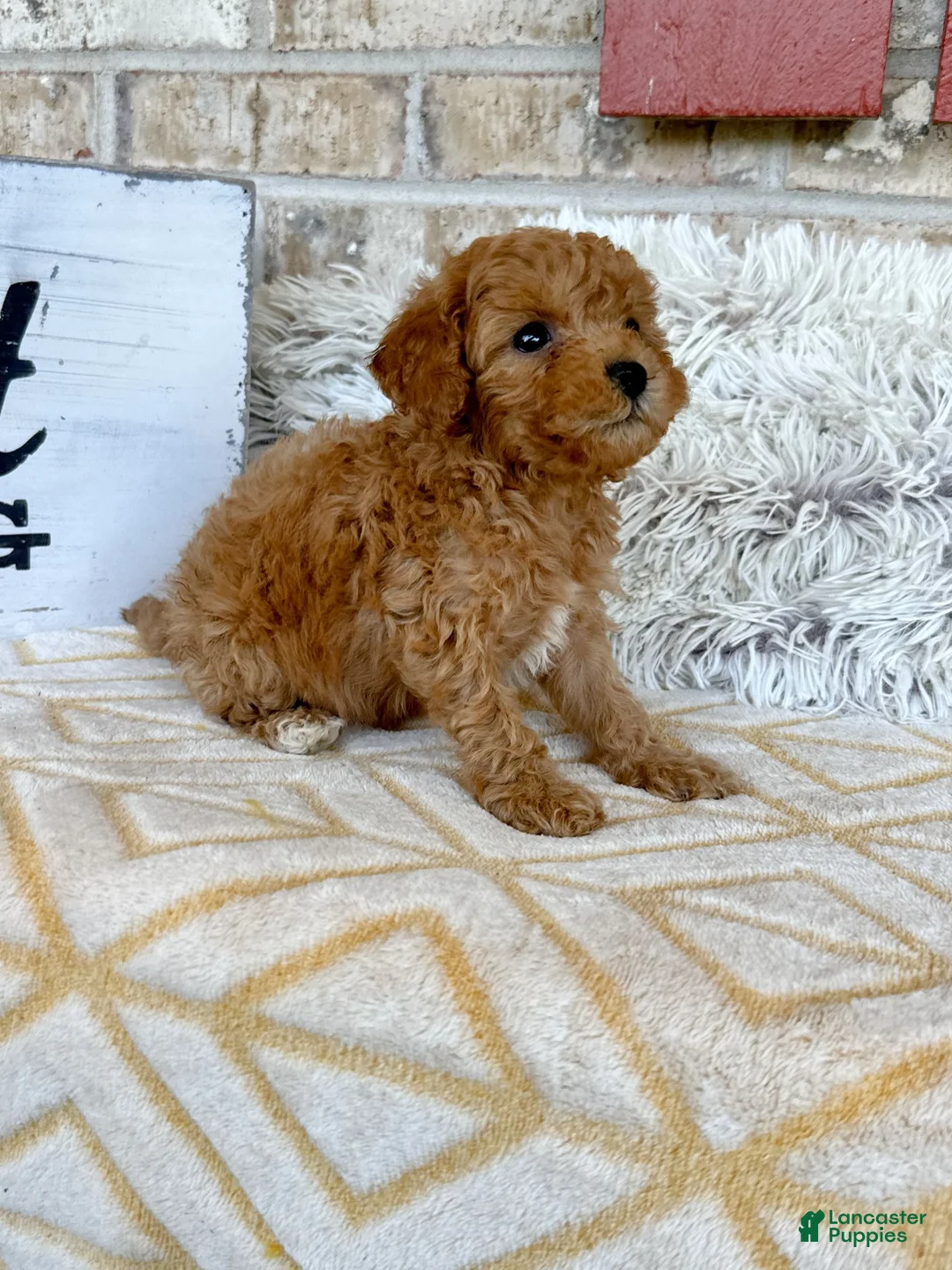 Cavapoo dogs for sale: Reid - Ad 2