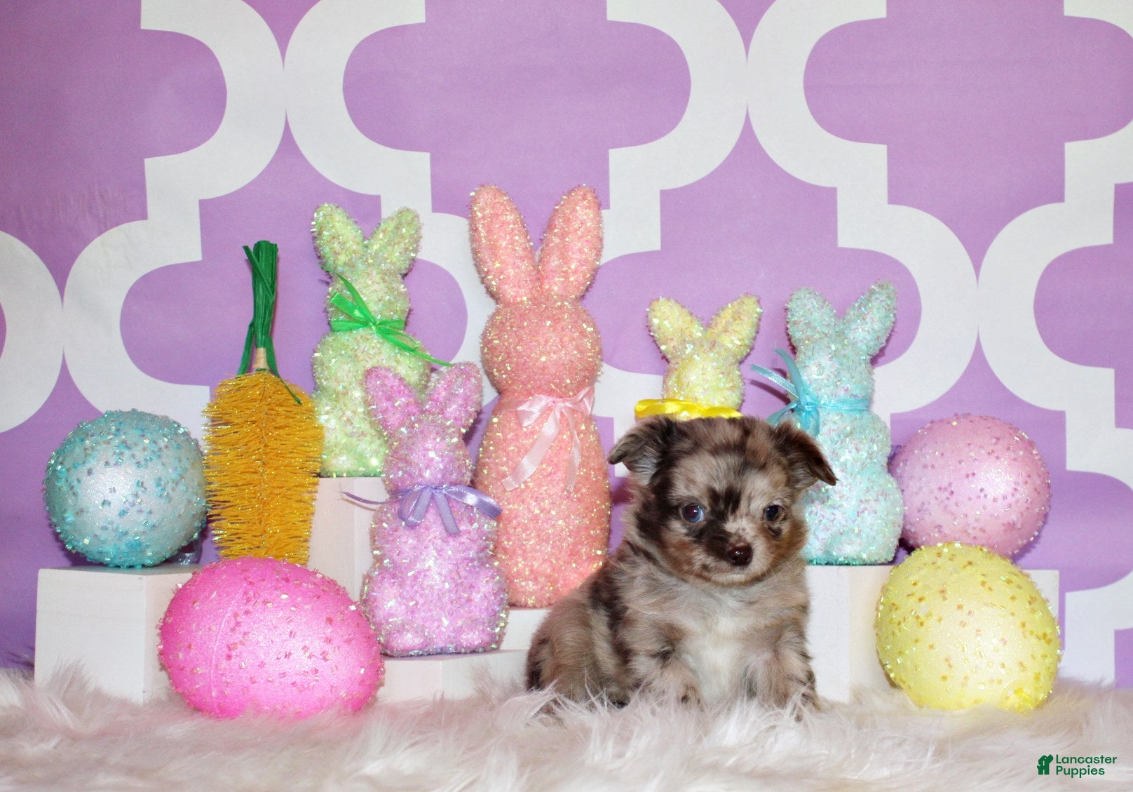 Chihuahua dogs Nebo - Ad 1