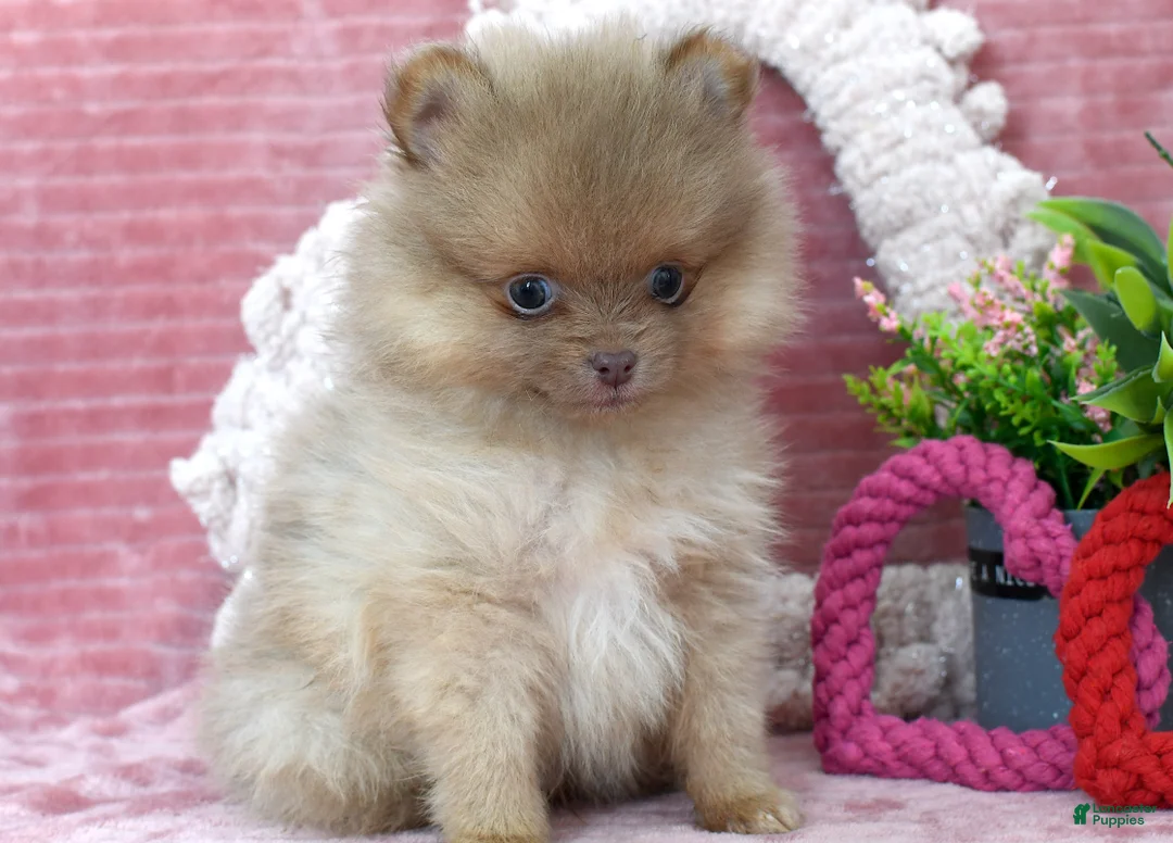 Pomeranian dogs for sale: Leo - Ad 4