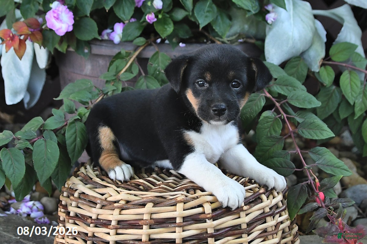 Mixed Breed dogs Callie - Ad 2