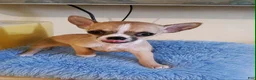 Chihuahua dogs for sale: LIL TEACUP BANDIT - Ad 2