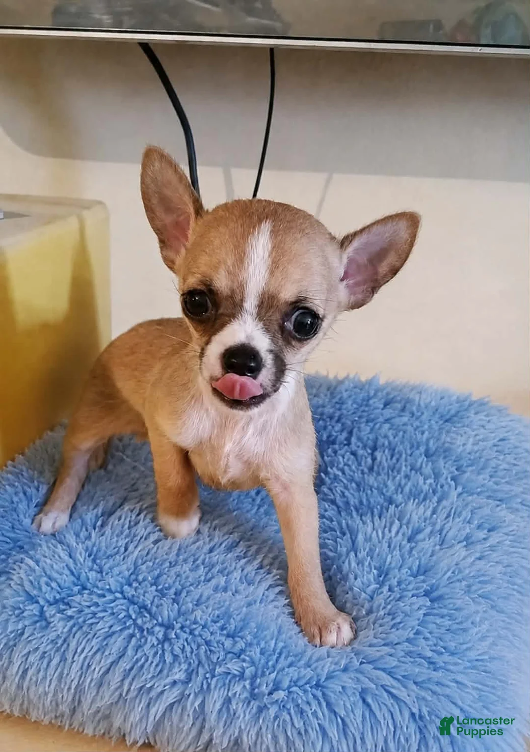 Chihuahua dogs for sale: LIL TEACUP BANDIT - Ad 2