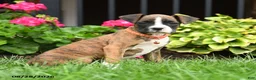 Boxer dogs for sale: Jasper - Ad 5