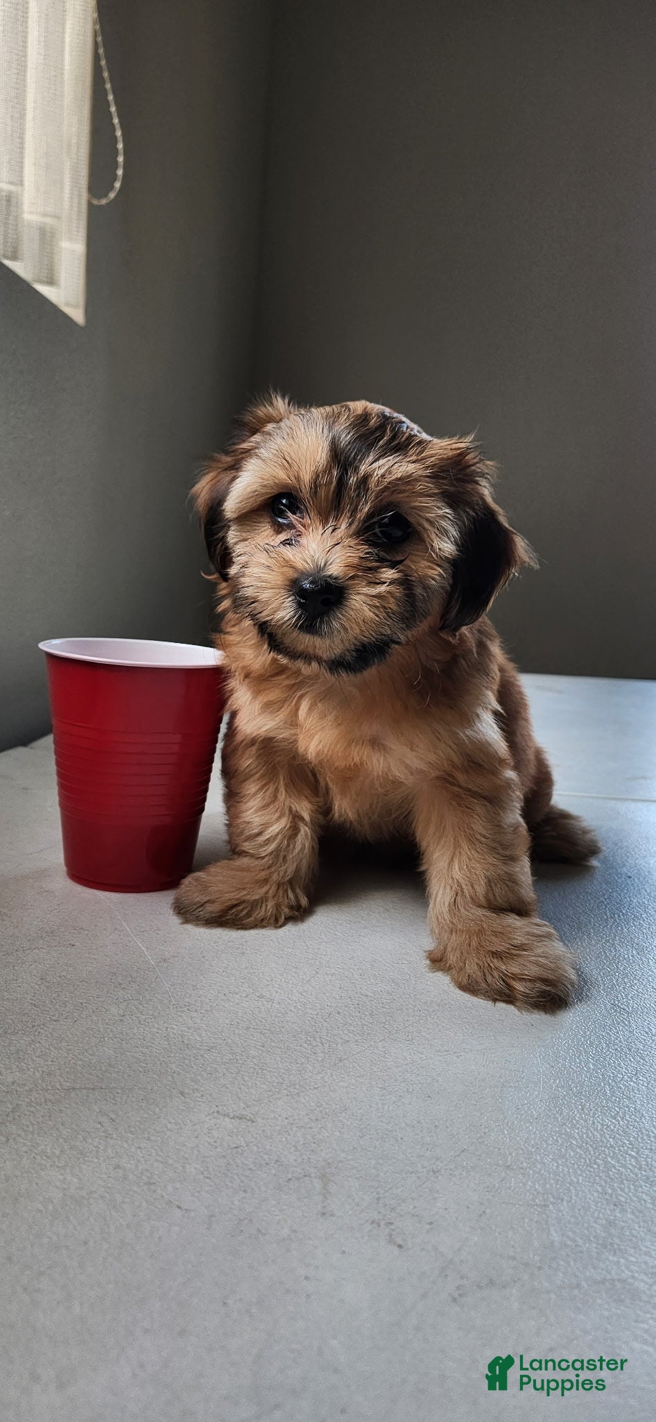 Mixed Breed dogs Kahlua - Ad 42