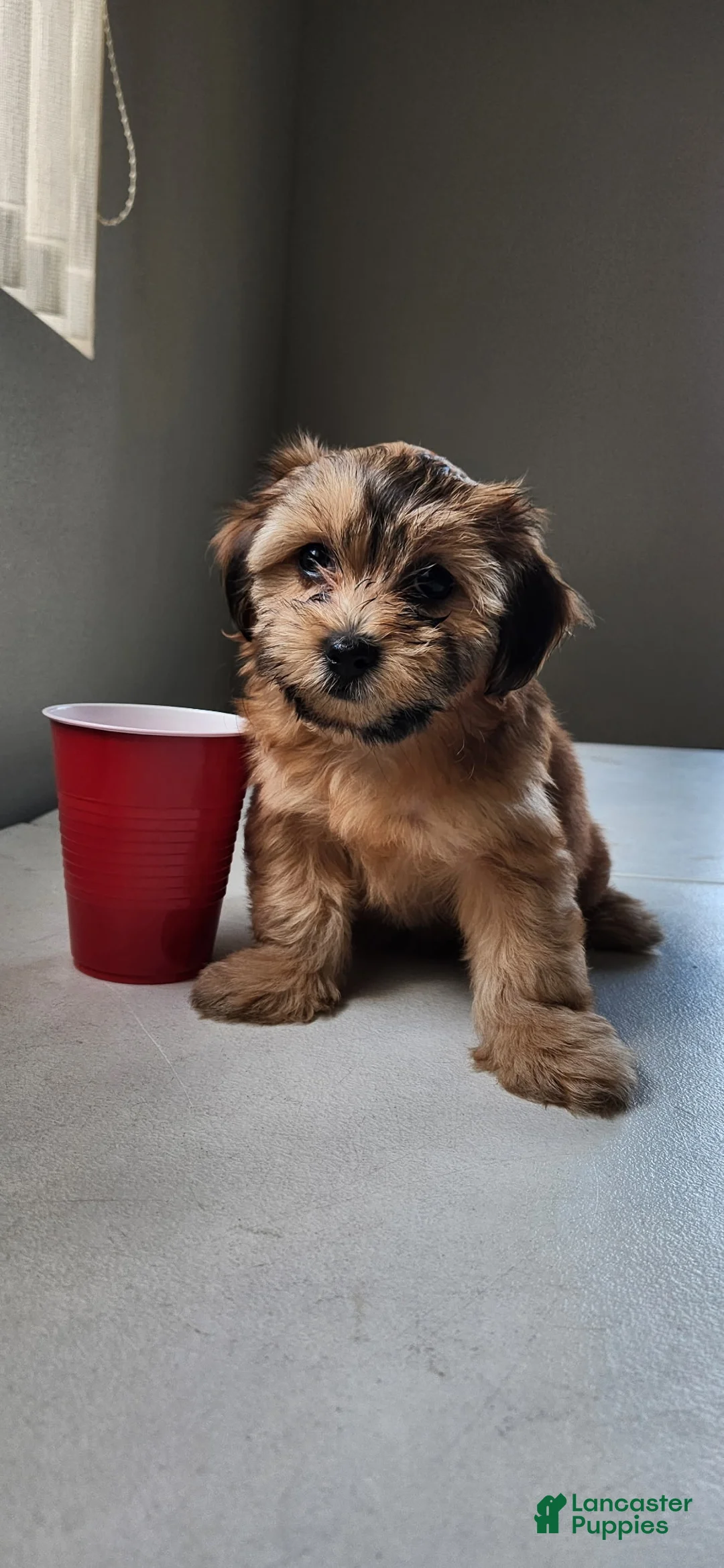 Mixed Breed dogs for sale: Kahlua - Ad 1