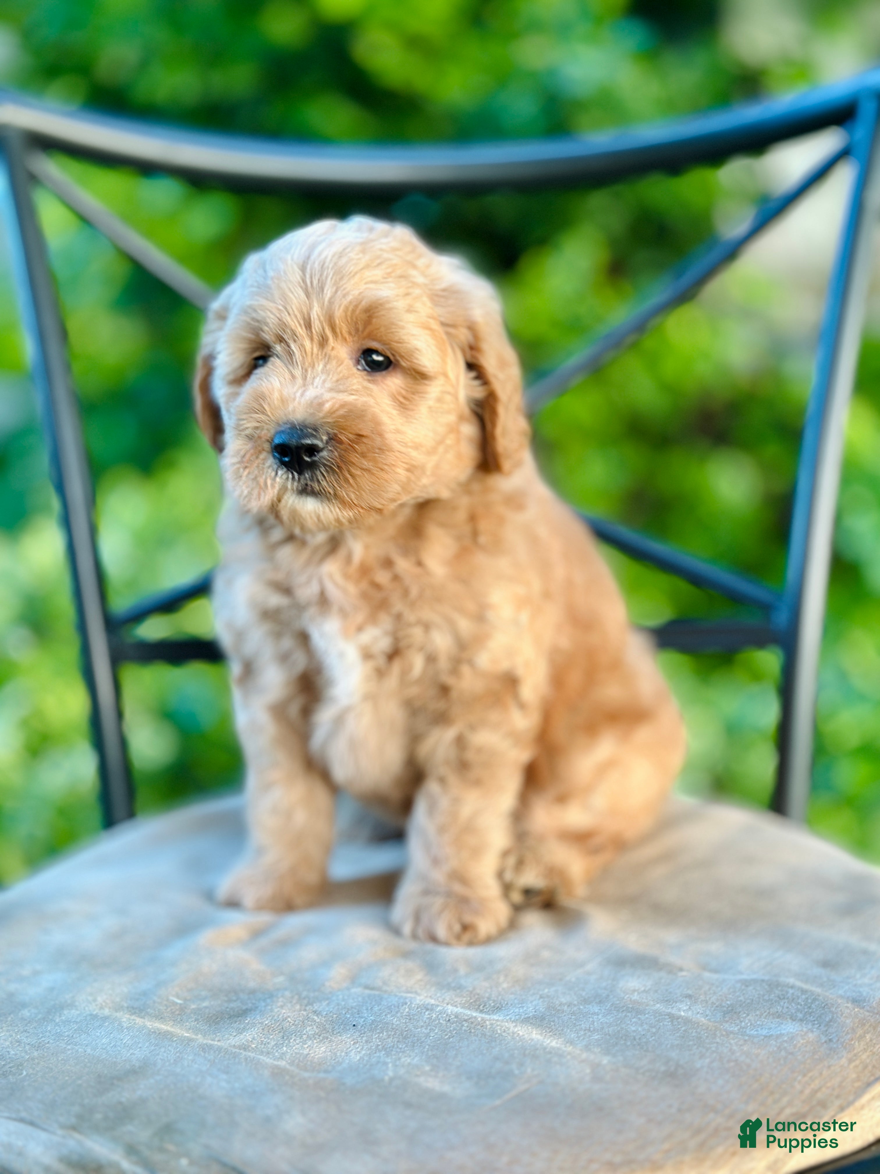 Mini Goldendoodle dogs Maisie - Ad 1