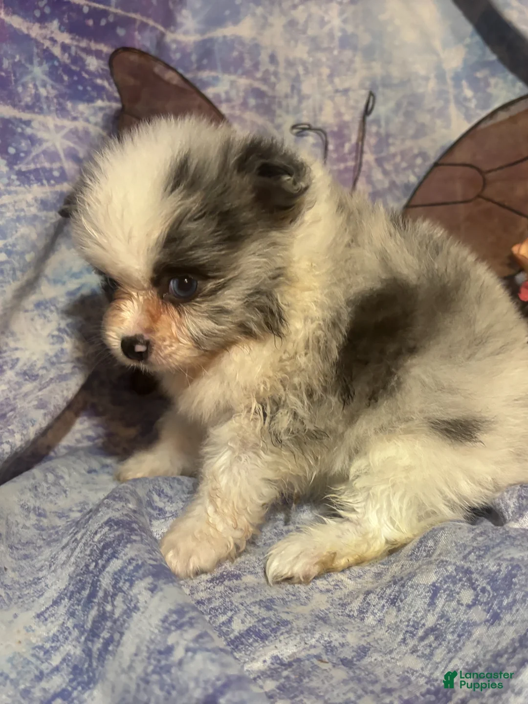 Pomeranian dogs for sale: Pomeranian Puppy 1 - Ad 2