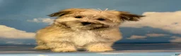 Morkie dogs for sale: Teddy - Ad 1