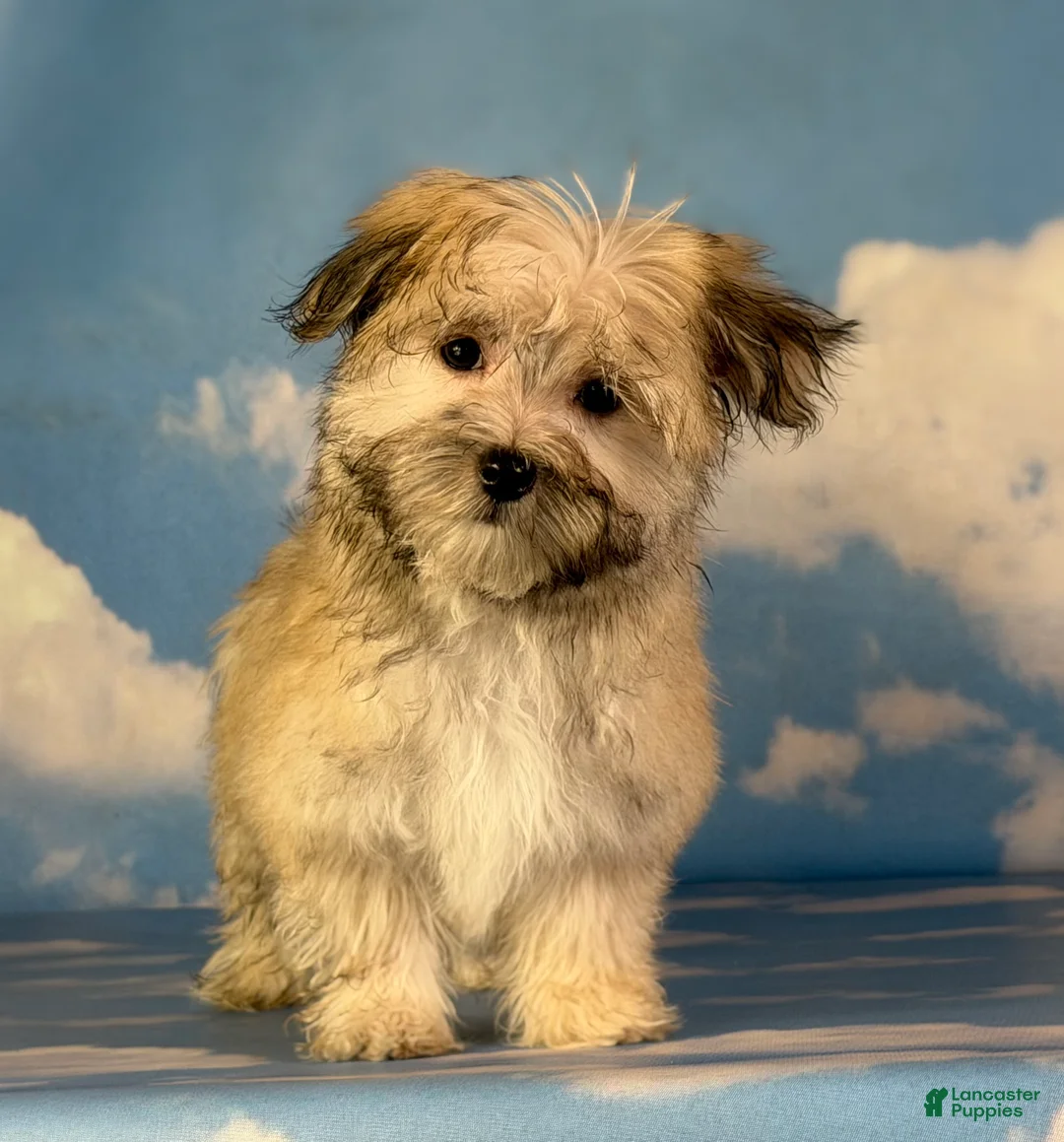 Morkie dogs for sale: Teddy - Ad 1