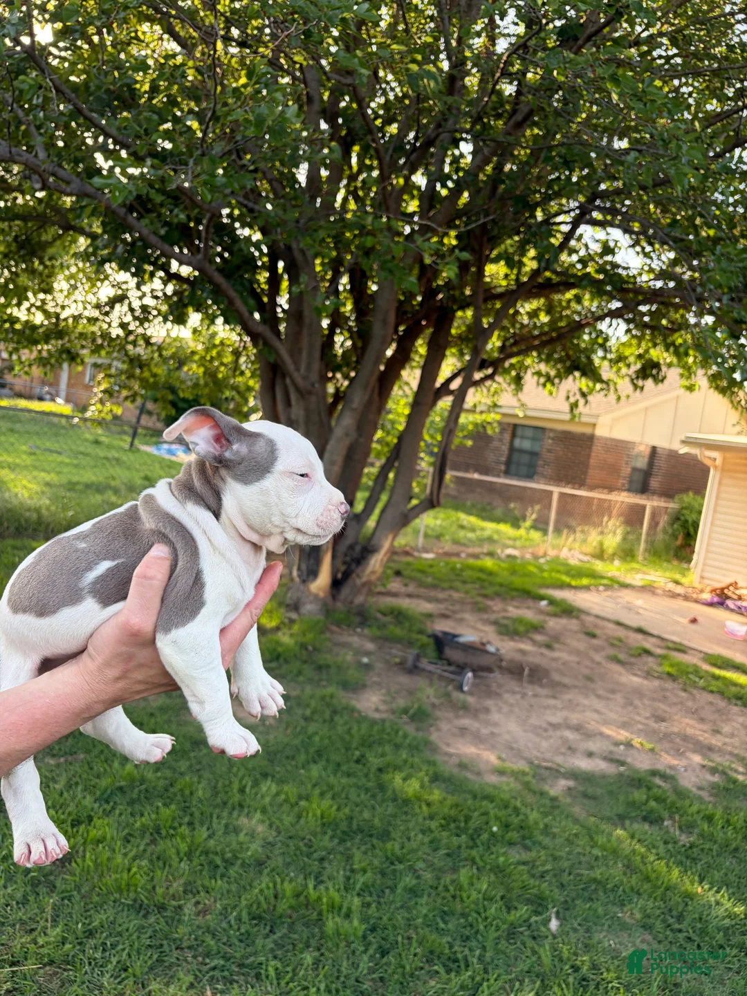 American Bully dogs for sale: American Bully Puppy 4 - Ad 2