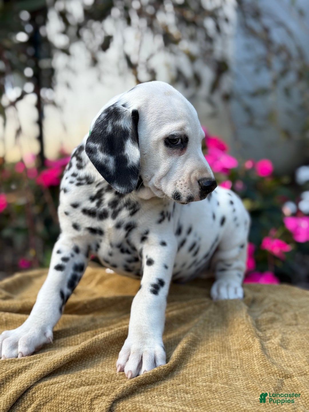 Dalmatian dogs for sale: Monroe - Ad 7