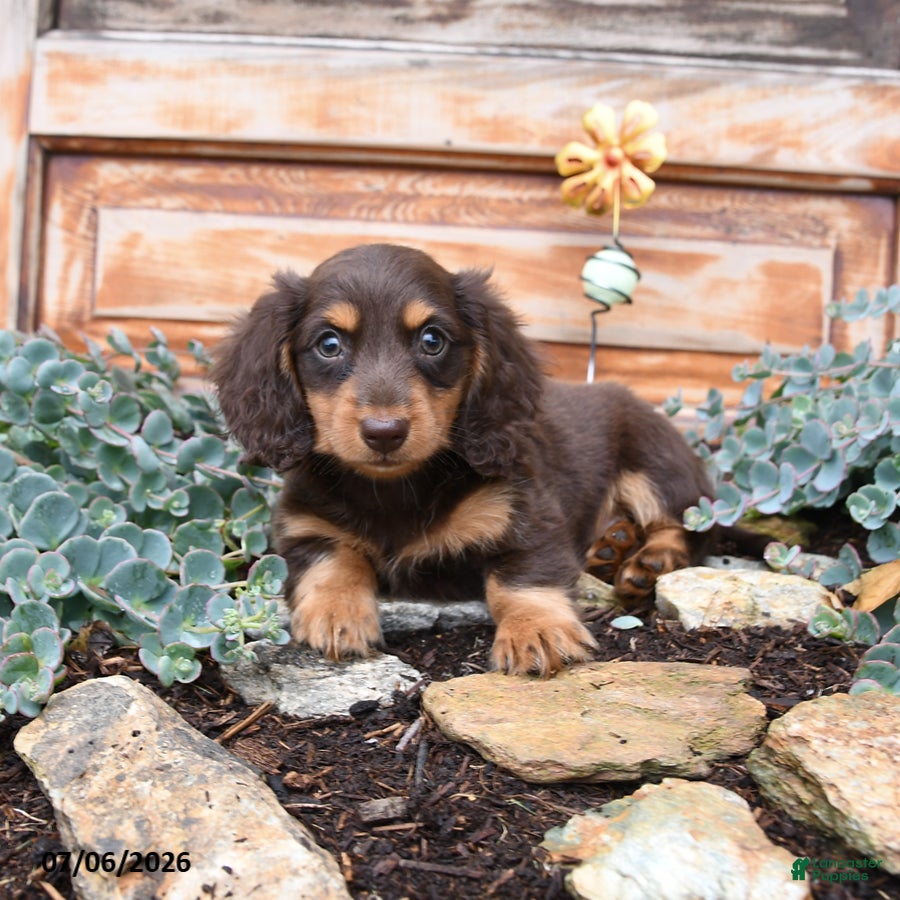Miniature Dachshund dogs Reba - Ad 2