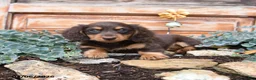 Miniature Dachshund dogs for sale: Reba - Ad 2