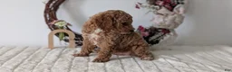 Miniature Poodle dogs for sale: Sparky - Ad 9