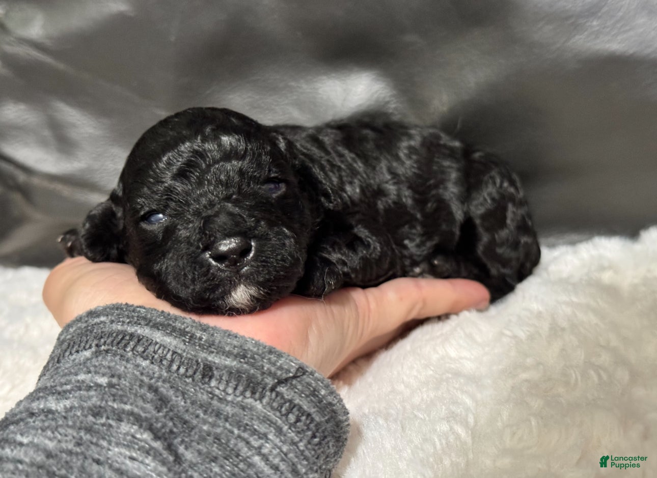 Toy Poodle dogs Muffin - Ad 32