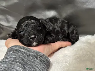 Toy Poodle dogs Muffin - Ad 32