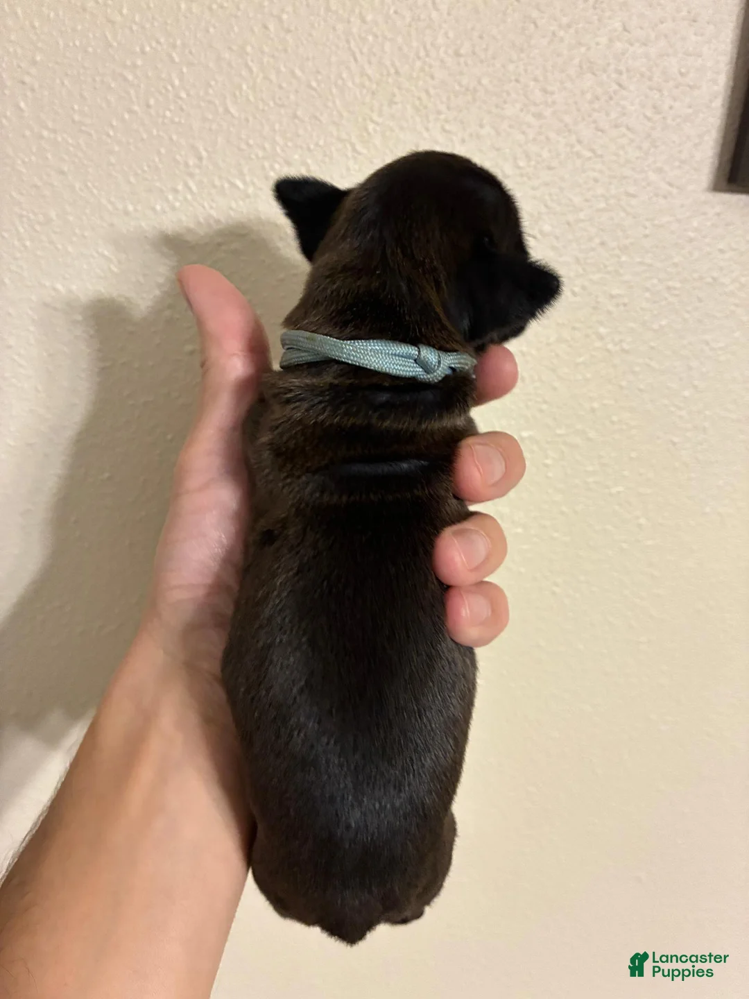 Boxer dogs for sale: Light Blue Collar - Ad 1