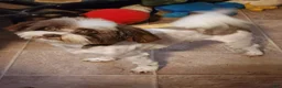 Mixed Breed dogs for sale: Linen - Ad 5