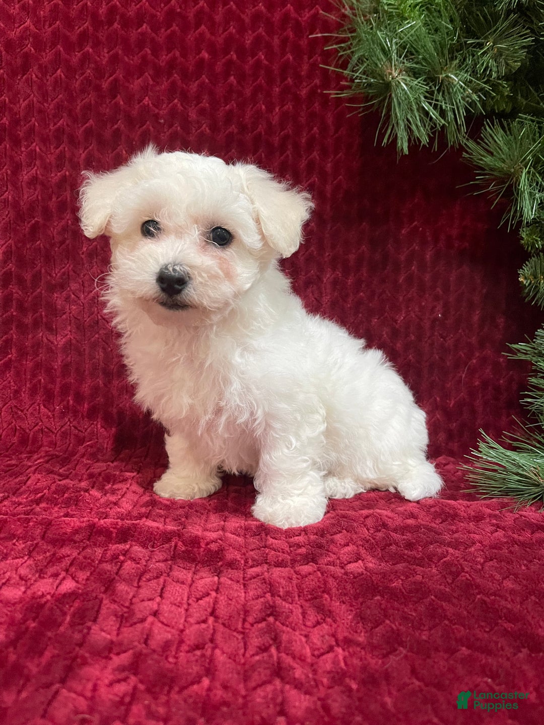 Bichon Frise dogs for sale: Rosie - Ad 3