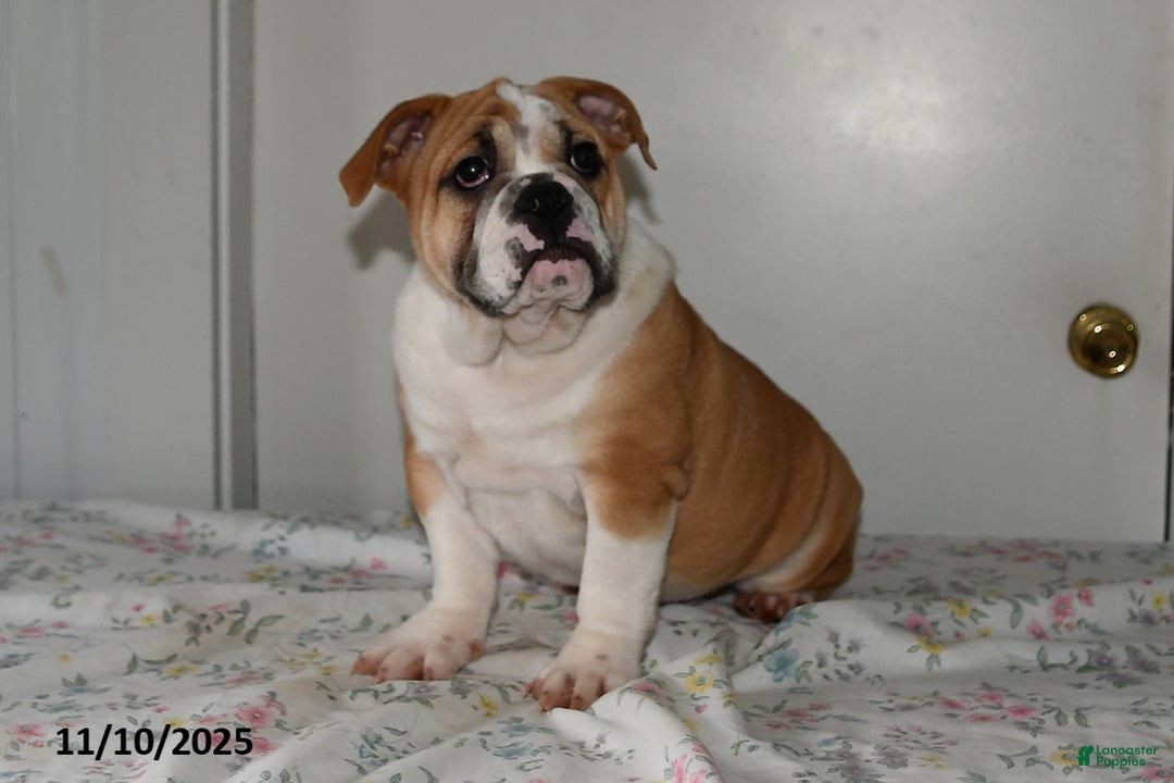 Mixed Breed dogs for sale: Bruce - Ad 2