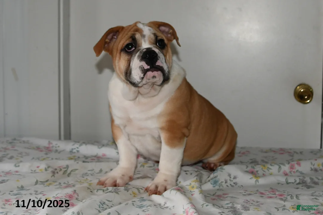 Mixed Breed dogs for sale: Bruce - Ad 2