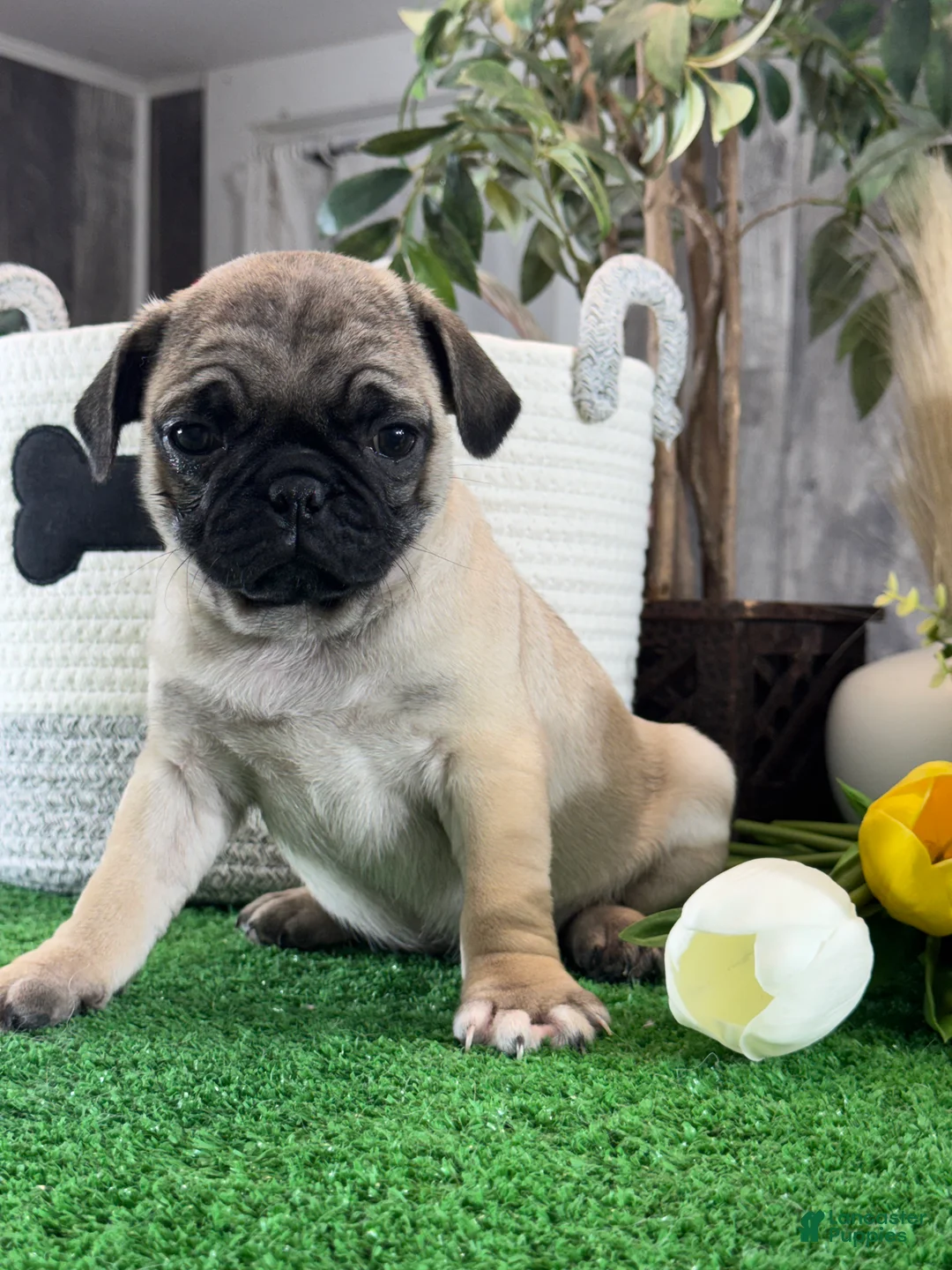 Pug dogs for sale: Princess  - Ad 1
