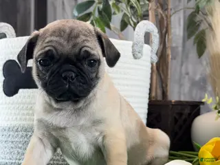 Pug dogs Princess - Ad 39