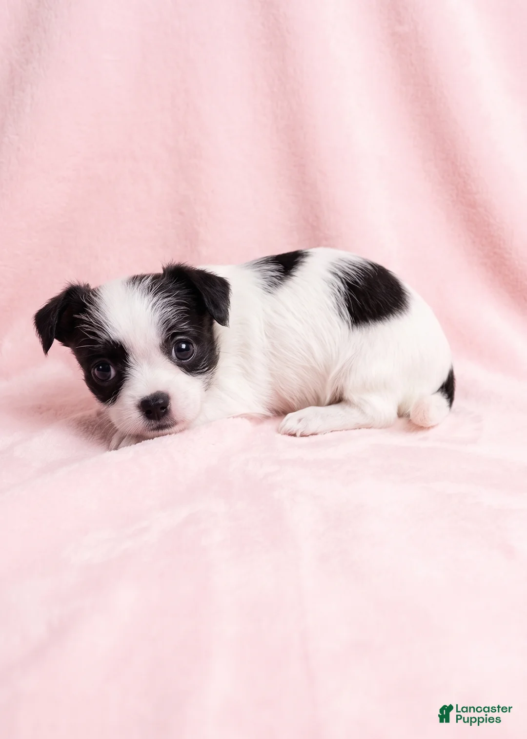 Mixed Breed dogs for sale: Love - Ad 2