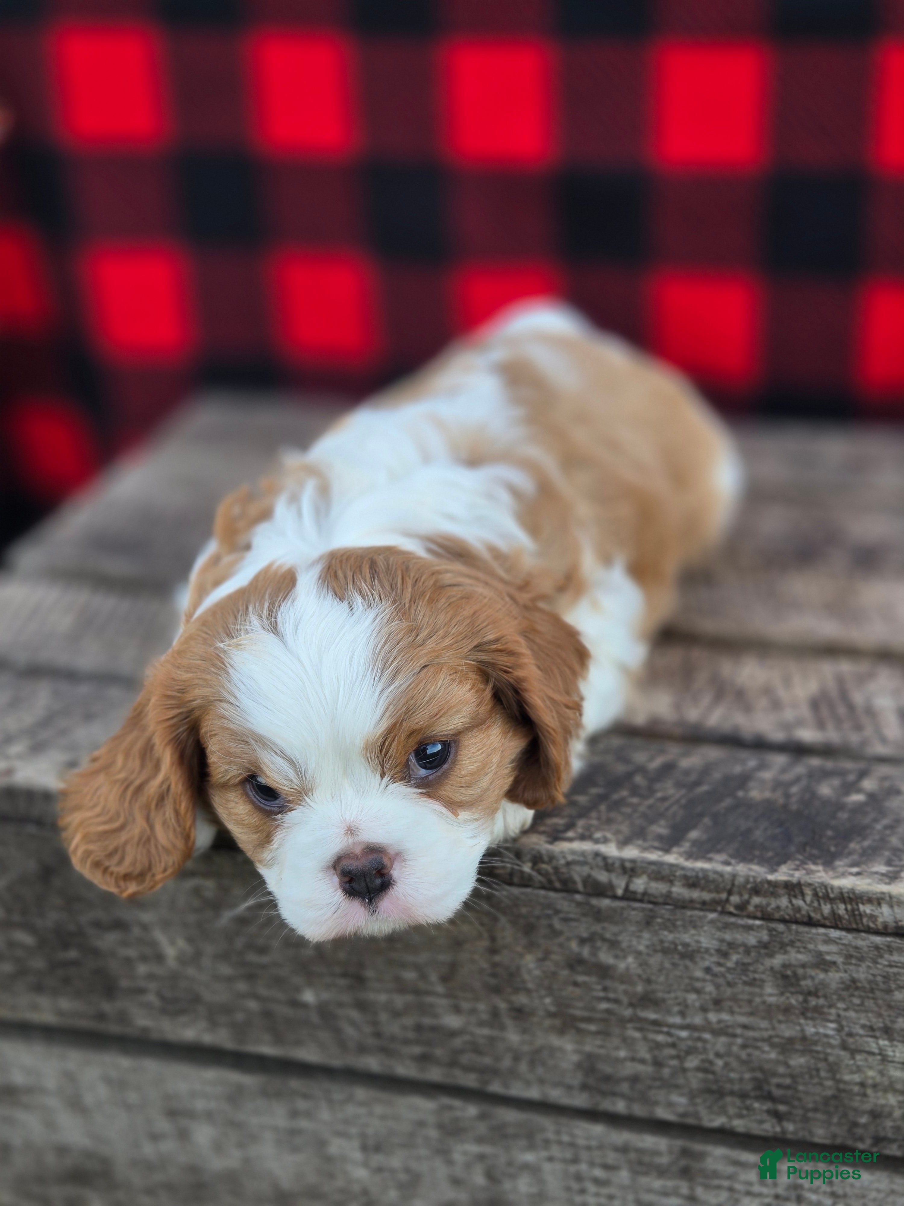 Cavalier King Charles Spaniel dogs Tootsie - Ad 2