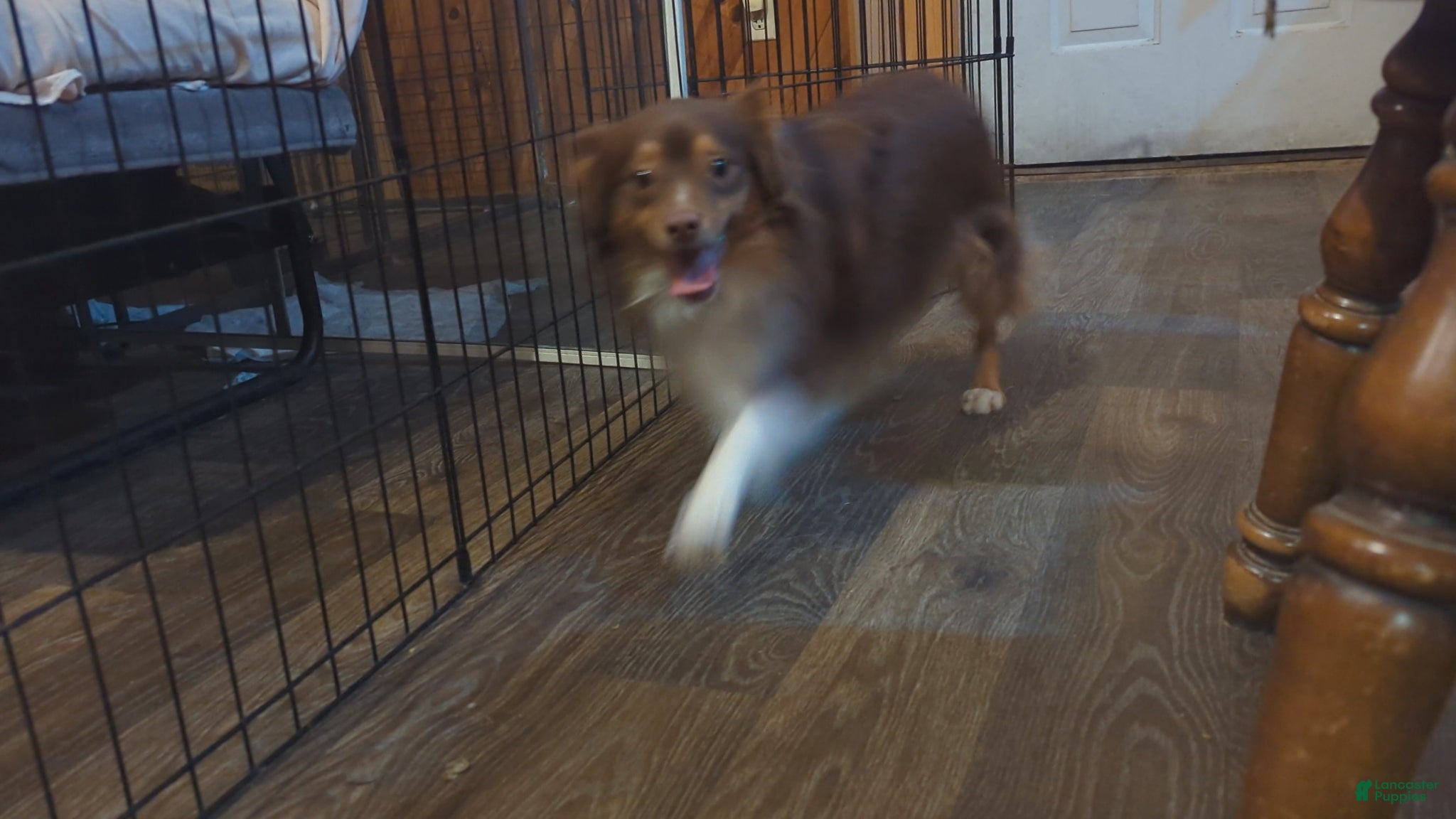 Toy Australian Shepherd dogs Toy Australian Shepherd Puppy 1 - Ad 2