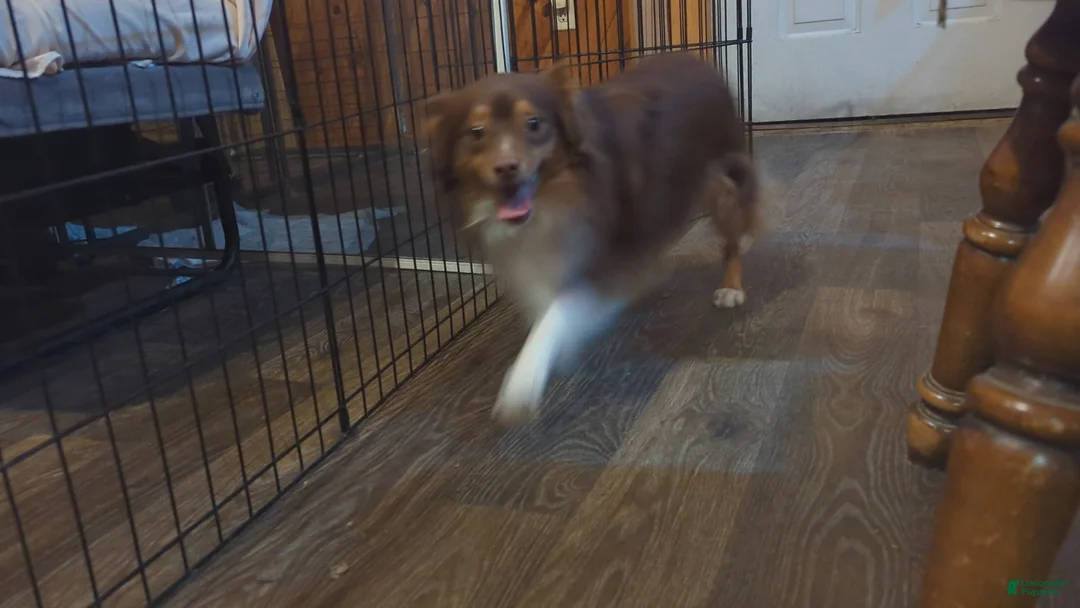 Toy Australian Shepherd dogs for sale: Toy Australian Shepherd Puppy 1 - Ad 2