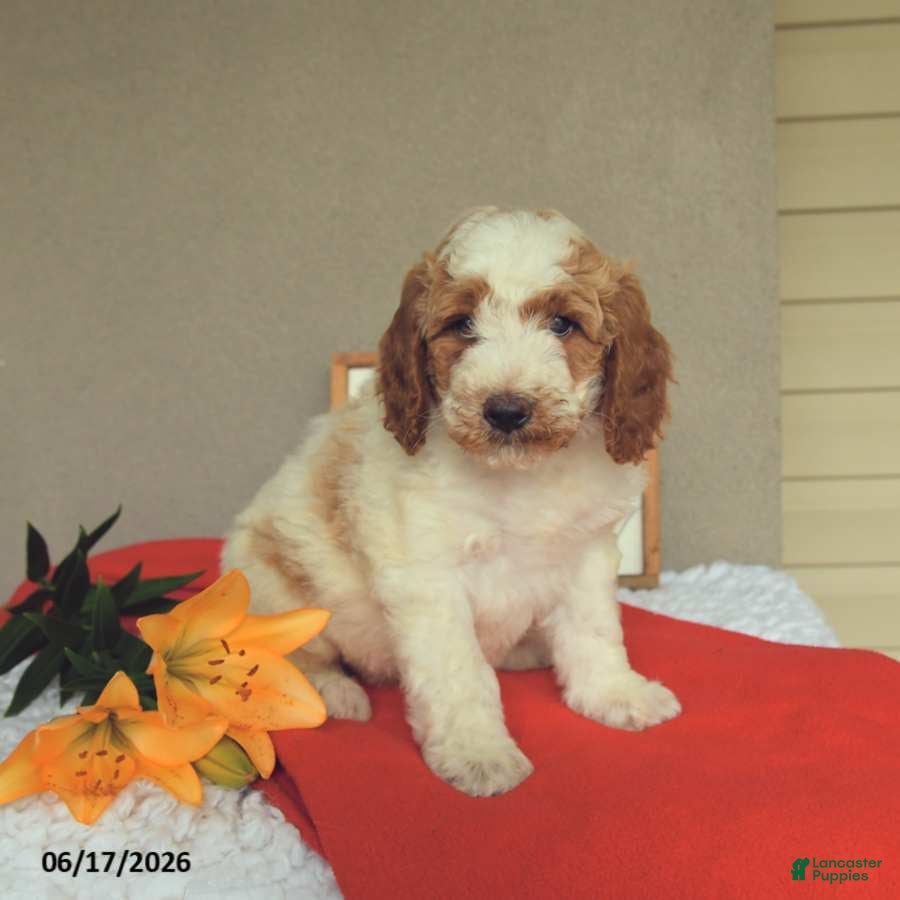 Mini Goldendoodle dogs Snoopy - Ad 2
