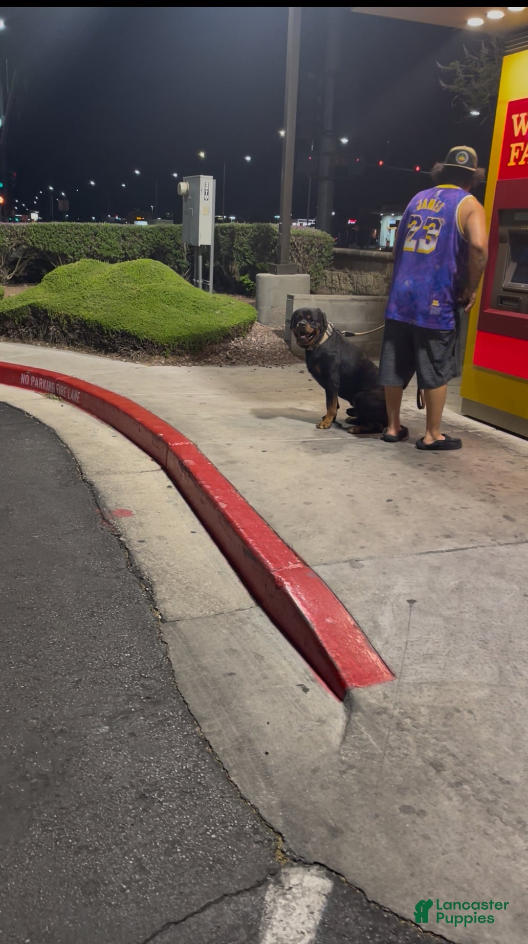 Rottweiler dogs for sale: 4th Pick Female - Ad 4